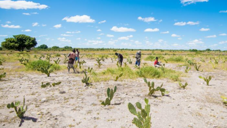 Figure 10:  The members of  a local Disaster and Risk Management committee in Belamboa bas Village, planted cactus seedlings. This region was hit by a chronic drought that caused severe food insecurity among the community and cattle.